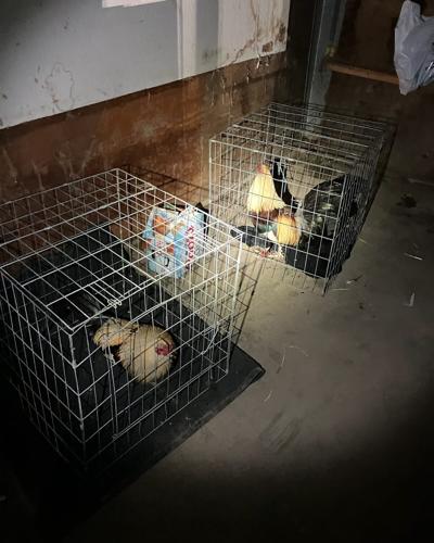 greenfield_cockfighting.jpg