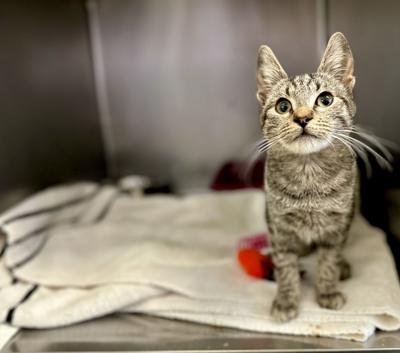 Ben Jr, a 14 week old tabby kitten