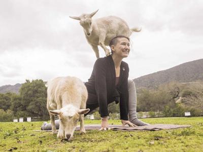 Downward Goat