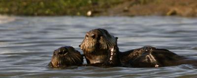 Sea otter reared at Monterey Bay Aquarium by surrogate mother births celebrated offspring.  