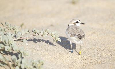 snowy plover