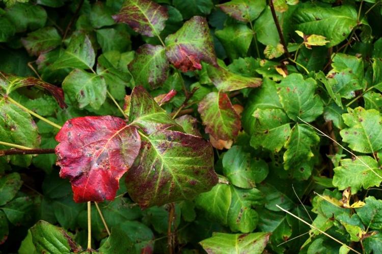 poison oak - KS.jpg