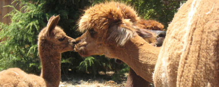 Local alpaca ranchers cultivate an adoration for the curious camelids.  