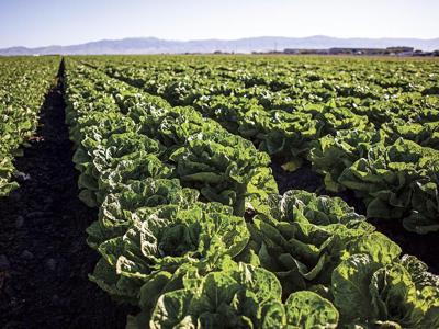 Lettuce