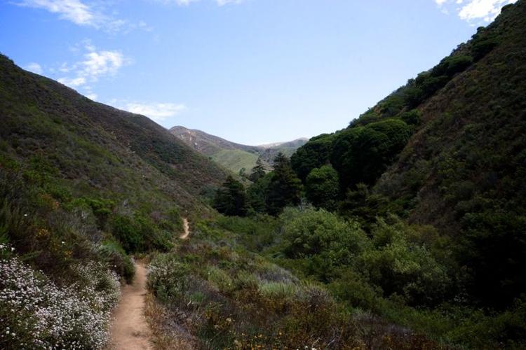 trail into trees - KS.jpg