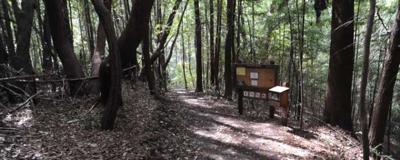 Mill Creek Redwood Preserve Trail taps the serenity of Palo Colorado Canyon.  