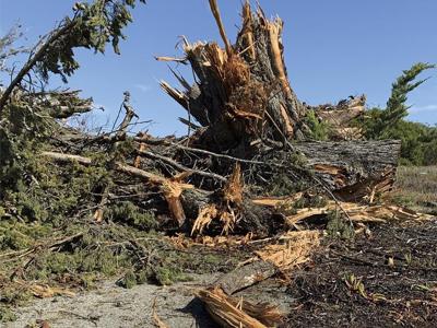 Tree Rings