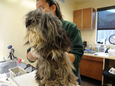 Monterey Police Rescue 48 Animals, Investigate Possible Animal Cruelty  