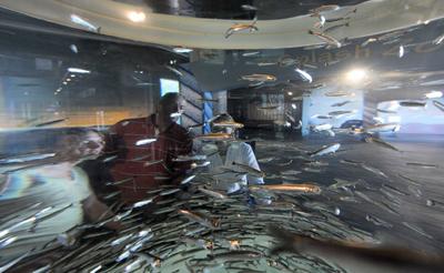 Oceana Takes Small Win, Bigger Loss in Forage Fish Lawsuit  