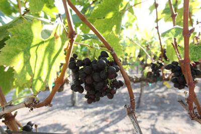 Vineyard Grapes