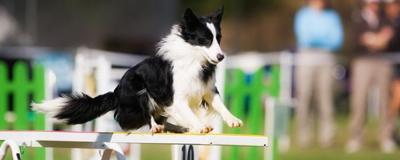 Marina considers a canine campus and extreme sports facility near the airport.  