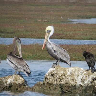 Brown pelicans in the Elkhorn Slough