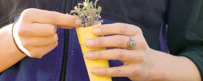Finding the right plants to thrive on low maintenance, little water.  