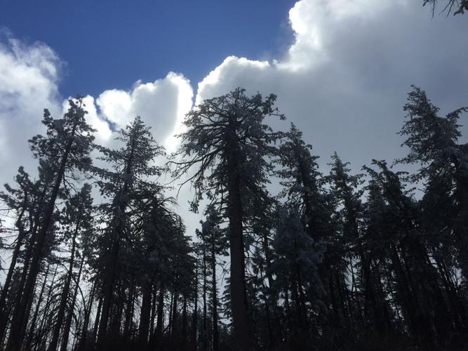 old growth pines.JPG