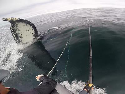 Saving the Whales