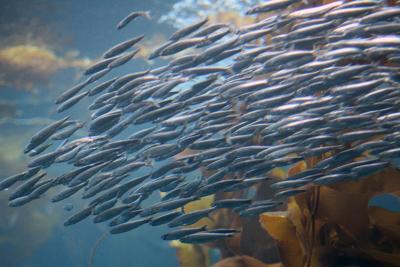 Sardines
