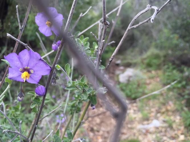 flowers along trail down.JPG