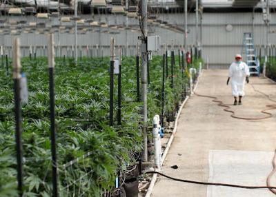 Cannabis cultivation