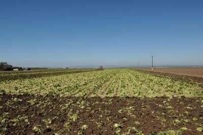 fields