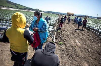Watsonville strawberry field in 2021