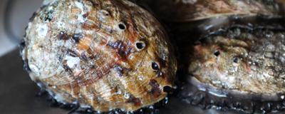 Monterey Abalone Company gets some national attention.  