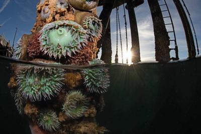 Under the Sea