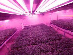 Image for display with article titled County Supervisors Will Discuss Updates to a Strategic Plan for the Cannabis Industry.