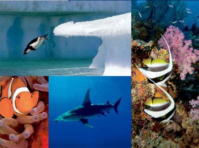 Ambitious Blue Ocean Film Festival splashes down in Monterey.  
