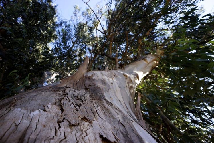 eucalyptus.jpg