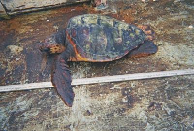 Loggerhead turtle