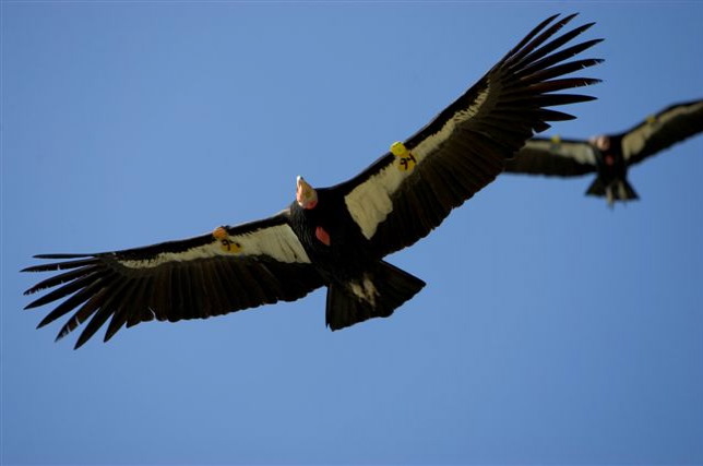 pair of condors in Big Sur