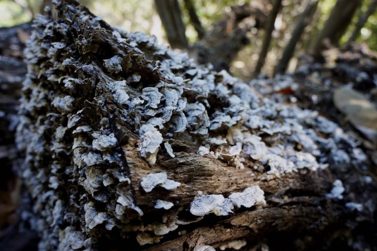 fungi.jpg