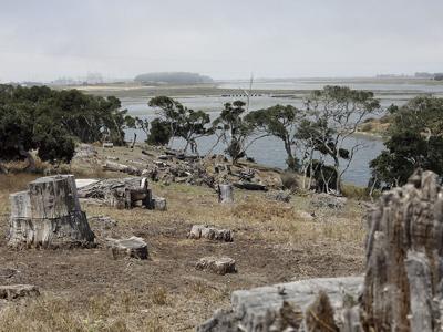 Eucalyptus Exodus