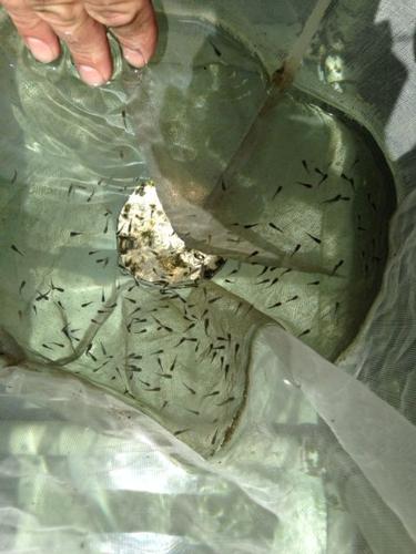 Mosquito Fish