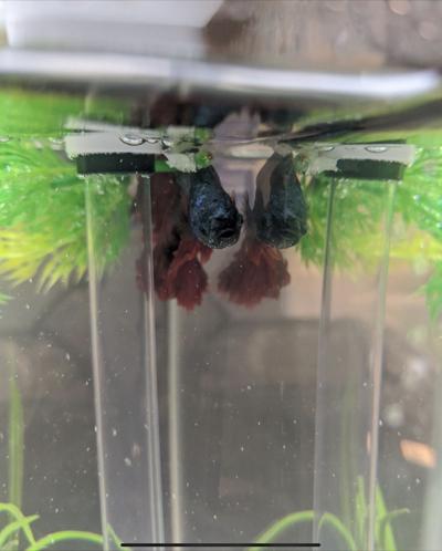 Steve the Fish
