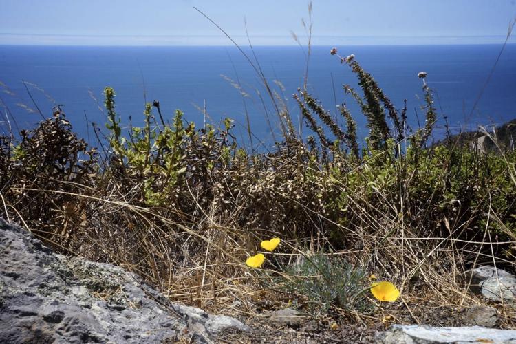 golden poppies.jpg