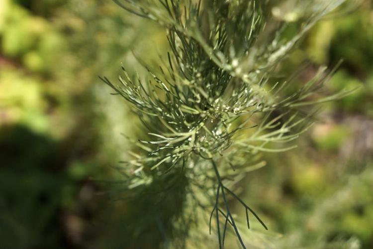 pine needle.jpg