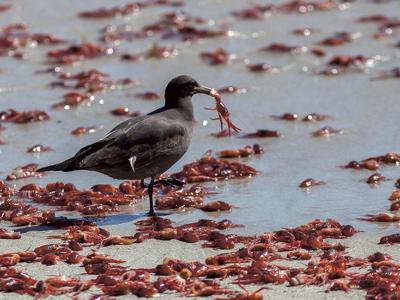 Crabs, Cracked