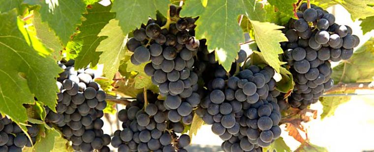 The River Road Wine Trail is a must-do for local grape lovers.  