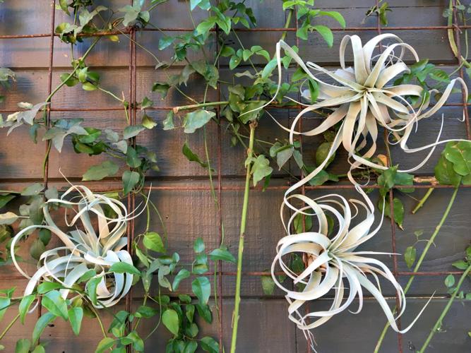 Living Wall
