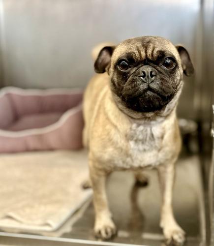 Winter, a 1 year old Pug.