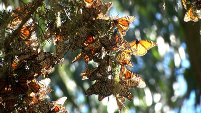 Monarch butterflies