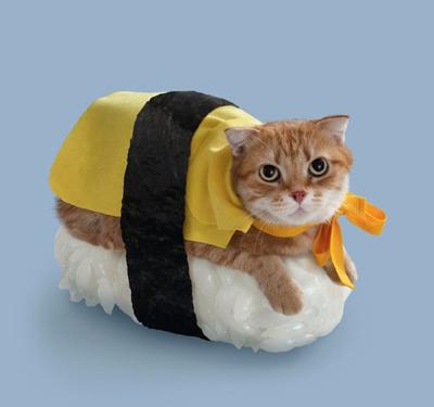 Sushi cats are a real thing