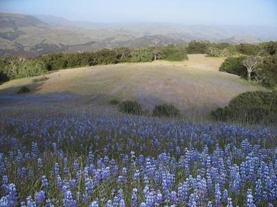 Toolbox_Wildflowers