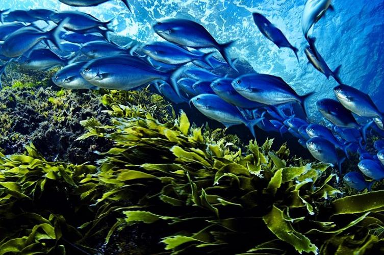 BlueMamaomaoFish.CR_BrianSkerry.jpg