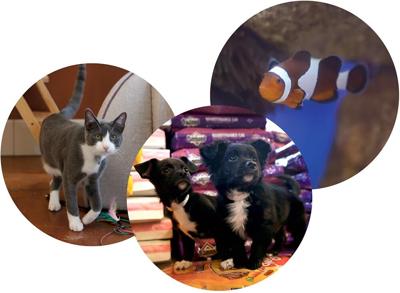 The Pet Issue 2023