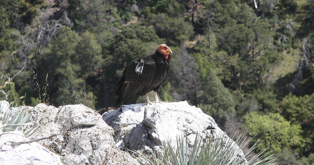 Condors: Fighting Lead in Wildlife Documentary | Arts & Culture ...