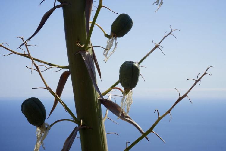 tree overlook.jpg