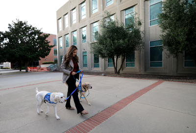 Courthouse dogs