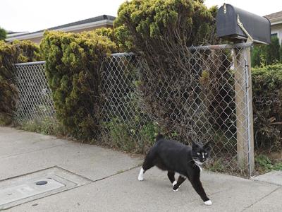 Tracking Cats